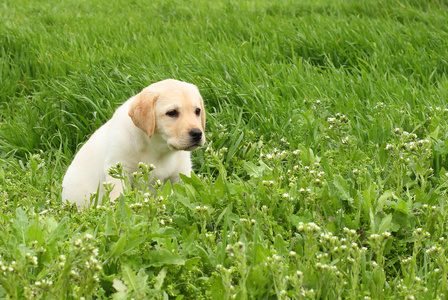 在绿草的黄色拉布拉多犬。