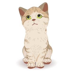 可爱的猫咪坐在照片