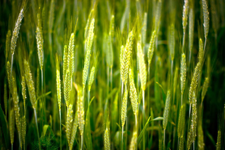 野生植物