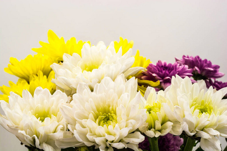 白色, 黄色和紫色的菊花在灰色背景。特写镜头