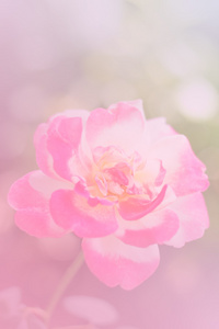 粉红色的玫瑰模糊照片