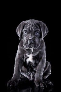 狗品种意大利, 小狗一只放松的狗,一只可爱的白色萨卢基小狗(波斯灰狗