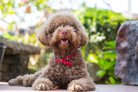 红贵宾犬狗