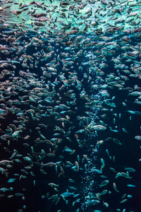 在一片珊瑚礁水族馆热带鱼