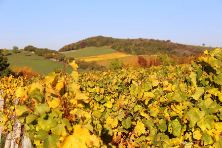 法国勃艮第地区的景观 秋天葡萄园。选择性的焦点
