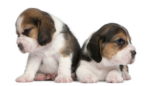 两个小猎犬的小狗，1 个月大，在白色背景前