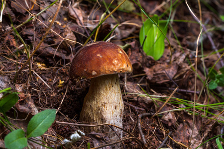 森林蘑菇藏在草丛中的秋季森林。蘑菇采摘