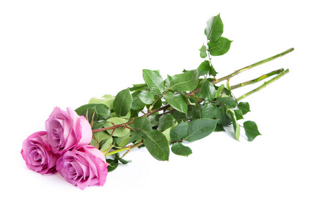 三鲜粉红色玫瑰在白色背景图片