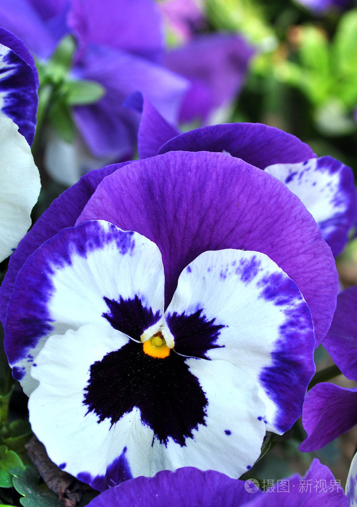 中提琴三色紫罗兰花