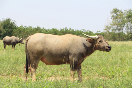 水牛在泰国照片