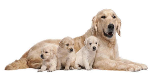 金毛妈妈，5 岁，护理和她的小狗，4 周龄，前面的白色背景