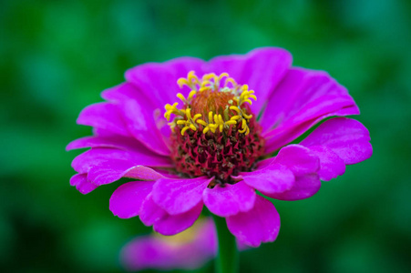 美丽的紫色百日草花以黄色结尾反对绿叶在公园里照片