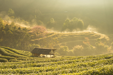 茶园与木房子里