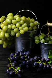 金属桶与新鲜采摘的葡萄, 收获葡萄, 白藜芦醇