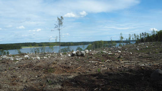 瑞典与湖泊的森林砍伐