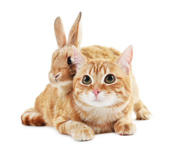 猫和兔子速度图片