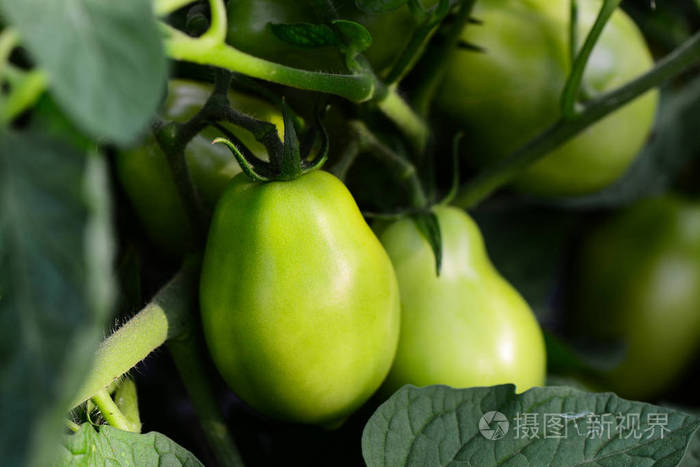 在花园里生长的未成熟的绿色西红柿生的食物和耕作种植蔬菜特写基本