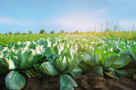 种植的心卷心菜种植园生长在田间.蔬菜排.农业.农业用地景观.作物照片
