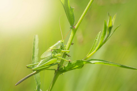 Tettigonia 金钟与产卵的一个雌性大青灌木蟋蟀的宏观特写