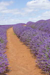 紫色的薰衣草田红土壤澳大利亚