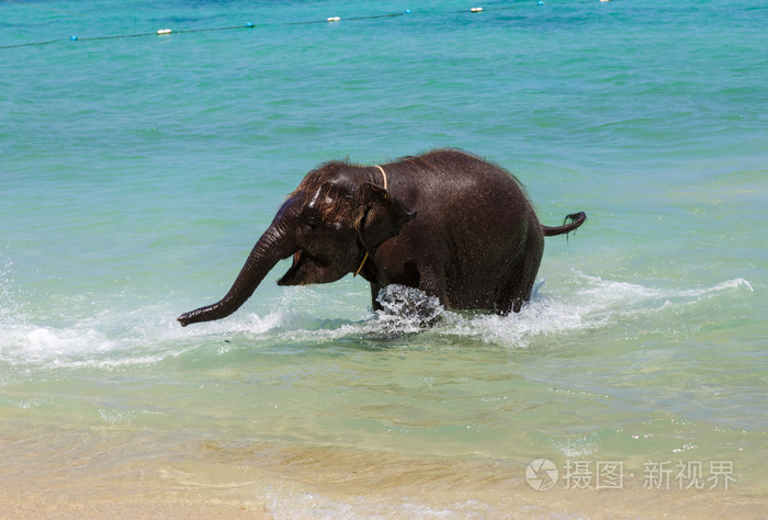 在海里游泳的大象小牛