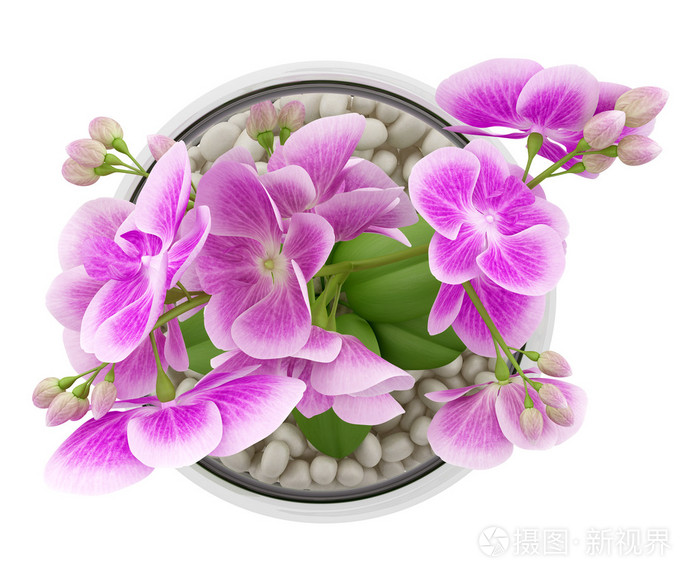 紫色兰花花玻璃花瓶上白色孤立中的顶视图