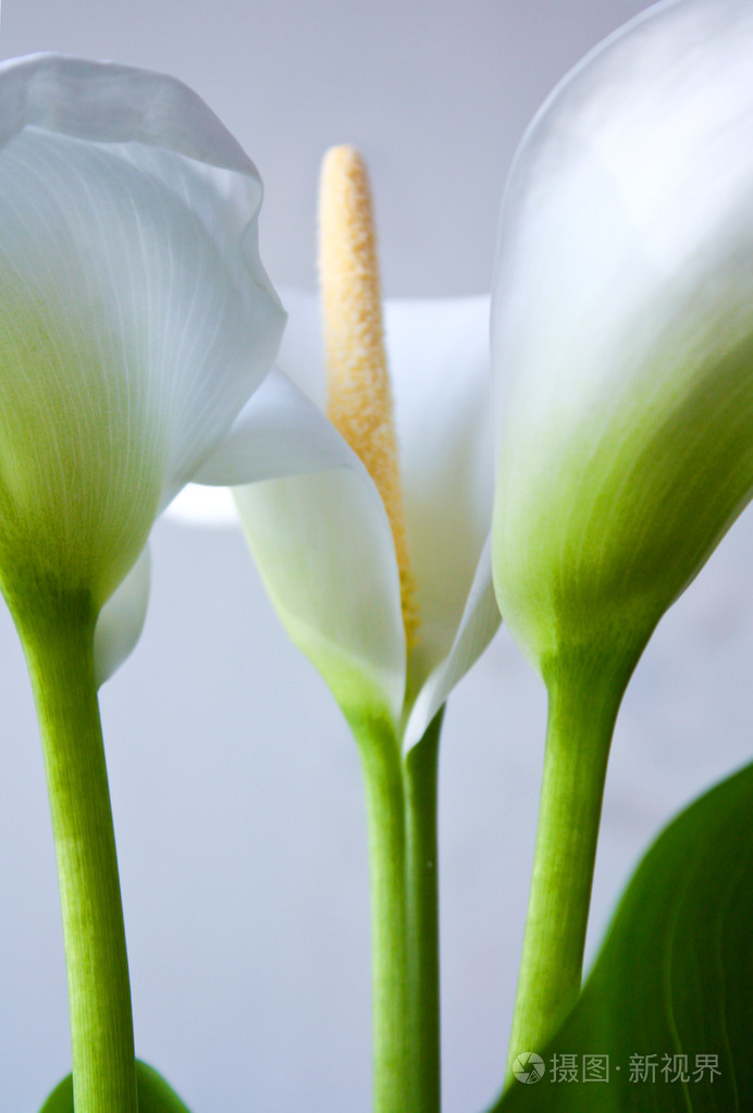 白色马蹄莲百合与大绿叶背景上孤立