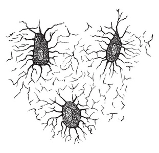 成骨细胞是制作骨复古线画或雕刻插图的单元格.照片