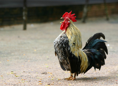 矮脚鸡树冠蜘蛛图片