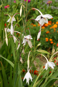 唐菖蒲 callianthusAcidanthera 盛开的花园