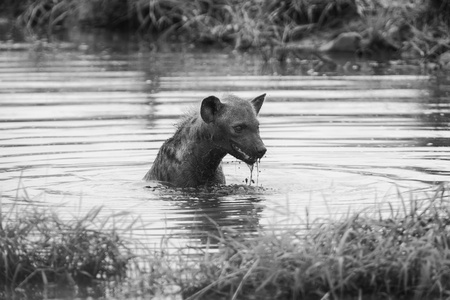 孤独鬣狗在一个小水池，冷静下来，在大热天里游泳