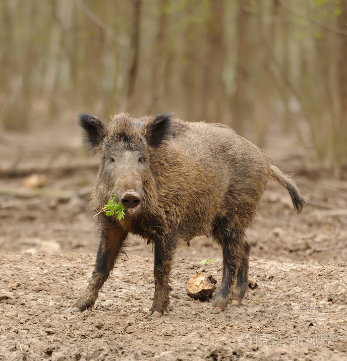 在森林里的野猪