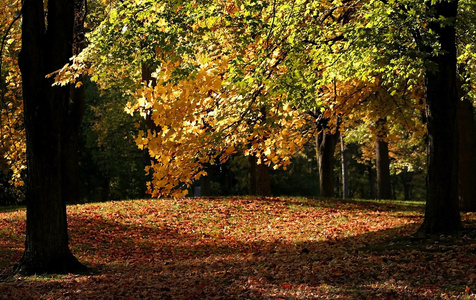 在一个公园的早期秋天时间图片