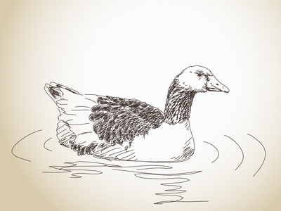 鹅的素描画法图片