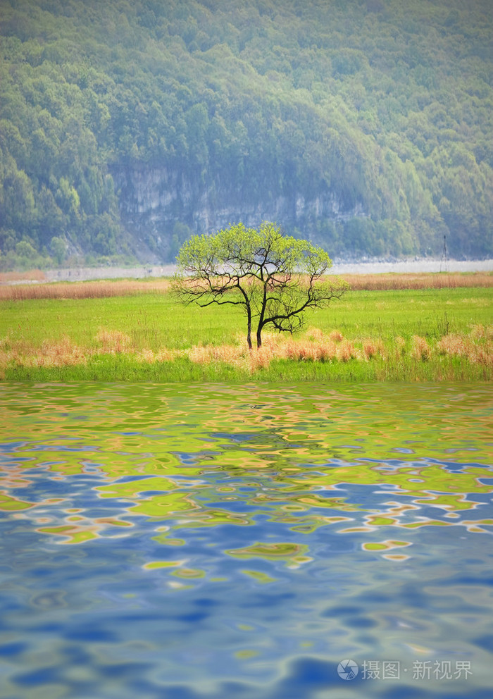 在湖边树