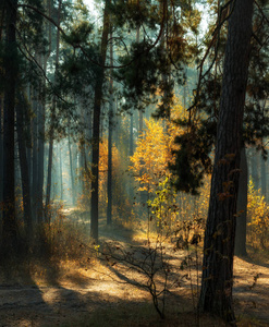 在秋天的森林里漫步。早上。阳光。太阳射线