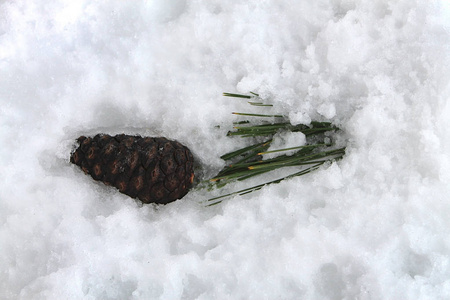 一只松树落在雪地里