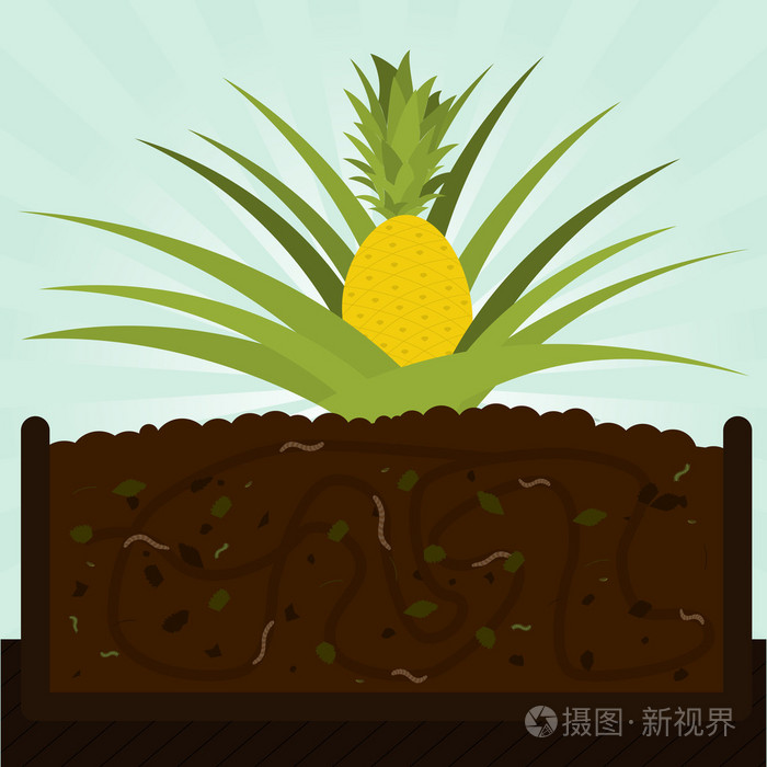 菠萝树和堆肥插画-正版商用图片0ax2on-摄图新视界