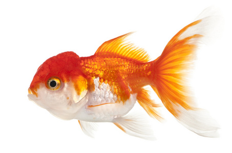 荷花鲫鱼金鱼图片-荷花鲫鱼金鱼素材-荷花鲫鱼金鱼插画-摄图新视界