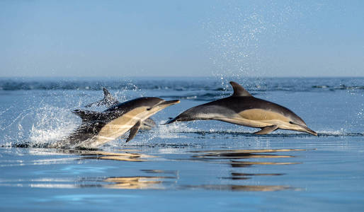 海豚游泳, 跳出水面。长喙的普通海豚。科学名称 於海豚座草。假湾。南非