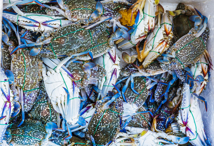 新鲜的生螃蟹或蓝蟹在沿着海边市场