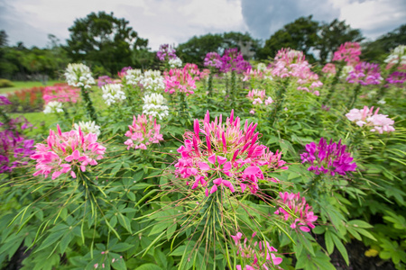 蝶花或蜘蛛花