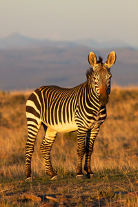 斑马滑稽面孔斑马在车窗外手绘图斑马在户外的斑马亨斯通尼,森林