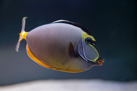 天狗图片 天狗素材 天狗插画 摄图新视界