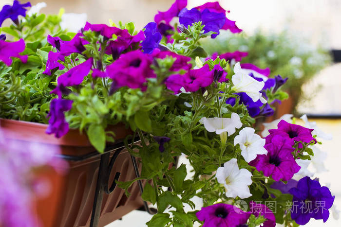 彩色牵牛花植物的特写