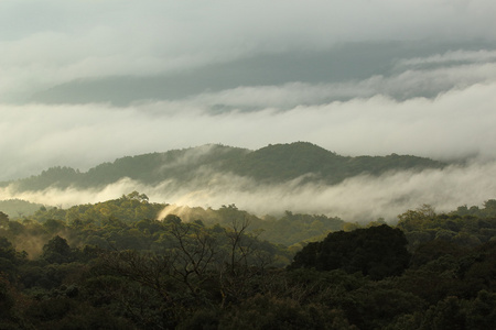 丛林森林和细雾山