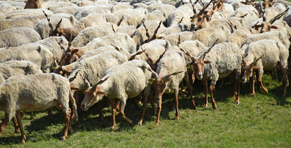 羊在牧场上