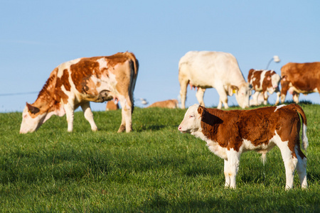 棕色和白色的奶牛 calwes 和公牛在牧场