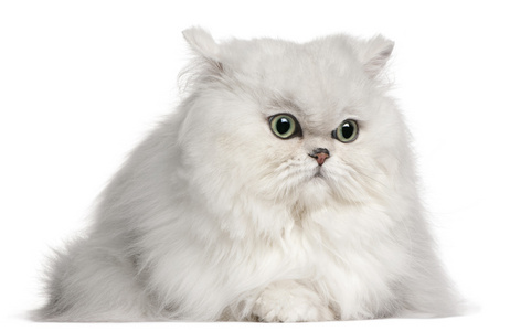 波斯语的猫，2 岁，在白色背景前