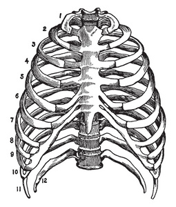 这个插图代表胸部的骨架, 老式的线条画或雕刻插图插画